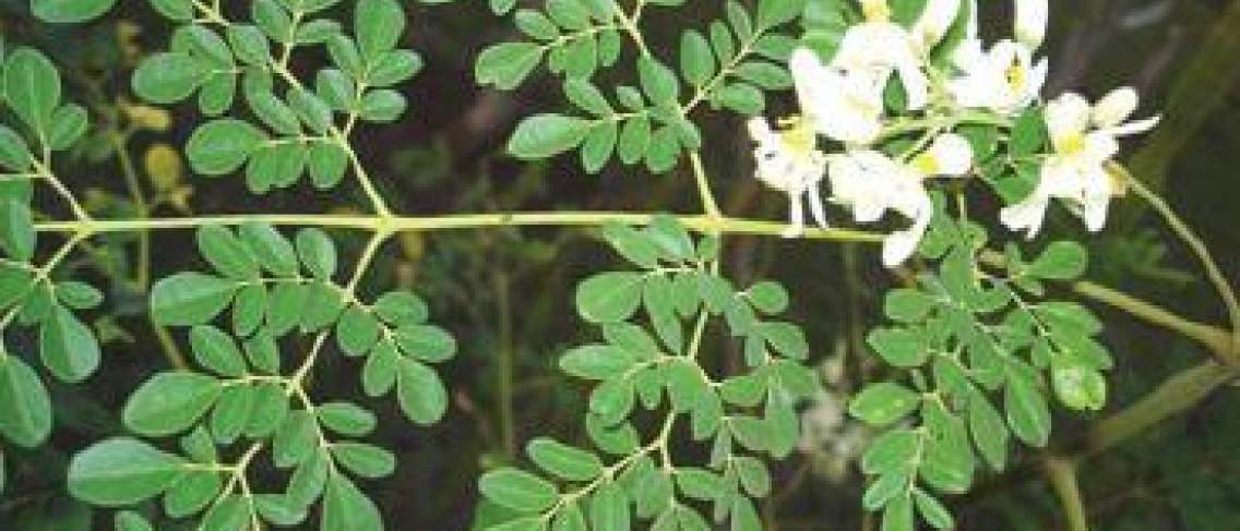 A Moringa levelek előnyei cukorbetegek, terhes és szoptató nők számára