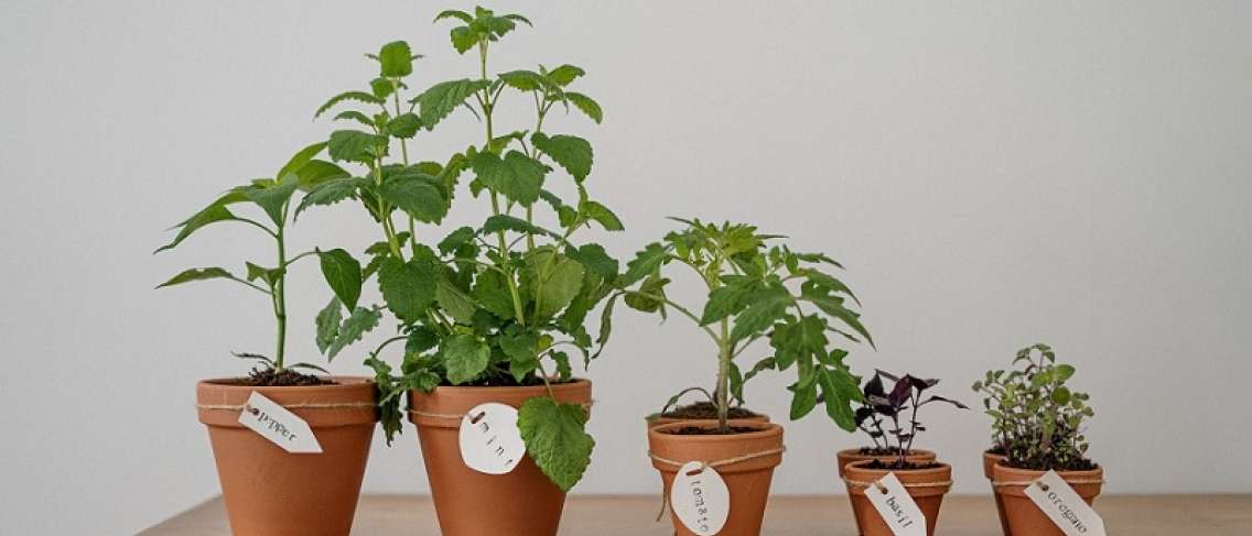5 billiga örtväxter som kan odlas hemma