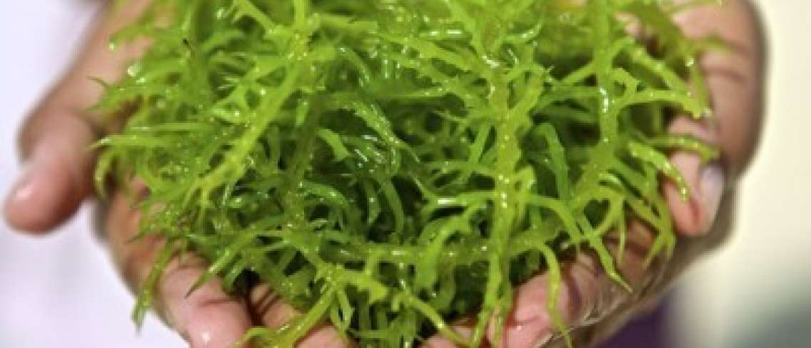 Eficacia de la espirulina, las algas verde azuladas para la salud