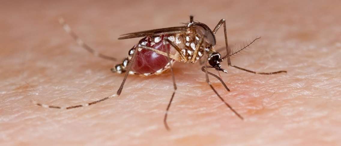 Attention, les œufs de moustique Aedes aegypti peuvent survivre des mois dans des conditions sèches !