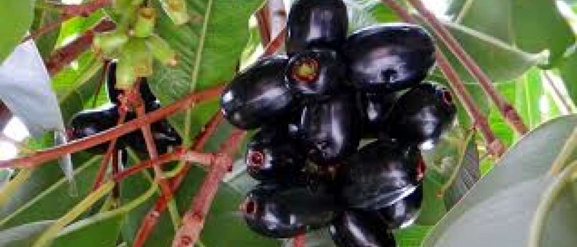 Beneficios de la fruta Duwet o Jamblang para la salud