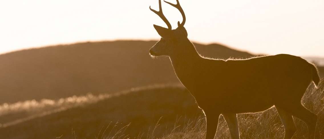 Vigyázz, a „Zombie Deer” vírus átterjedhet az emberekre
