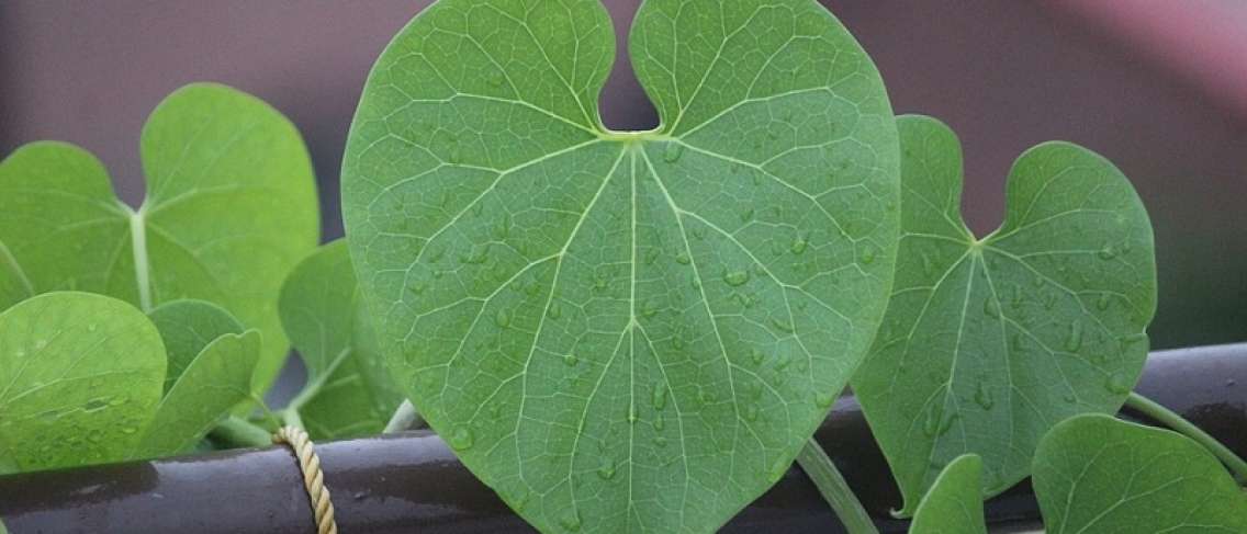 Stimmt es, dass Bratawali-Blätter den Blutzucker senken können?