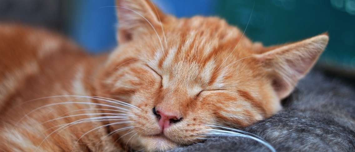 Igaz, hogy a macskaszőr toxoplazmát okoz?