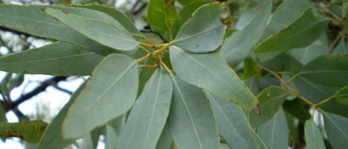 Virale Eucalyptus als Covid-19 Antivirus, wat zijn de voordelen?
