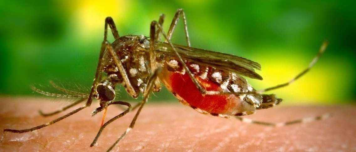 ¡Cuidadoso! He aquí cómo prevenir el dengue hemorrágico en los bebés