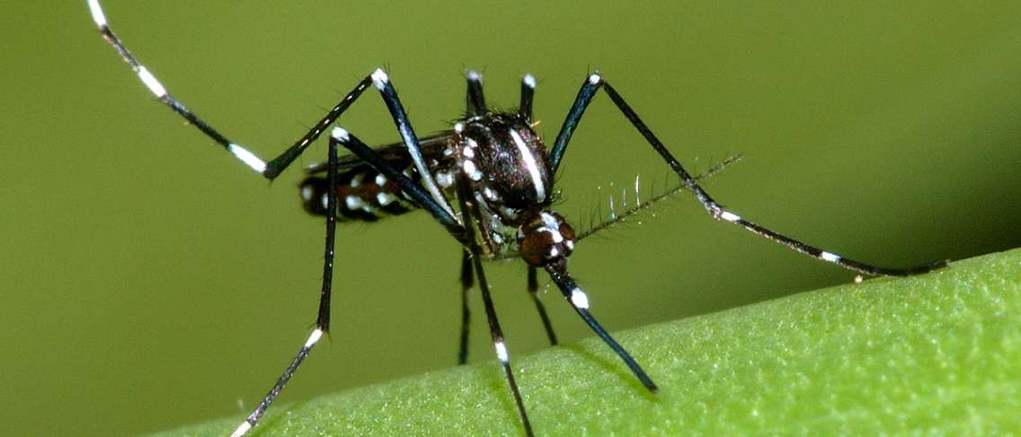 Gevaar, hier zijn 3 soorten dodelijke muggen die je moet kennen!