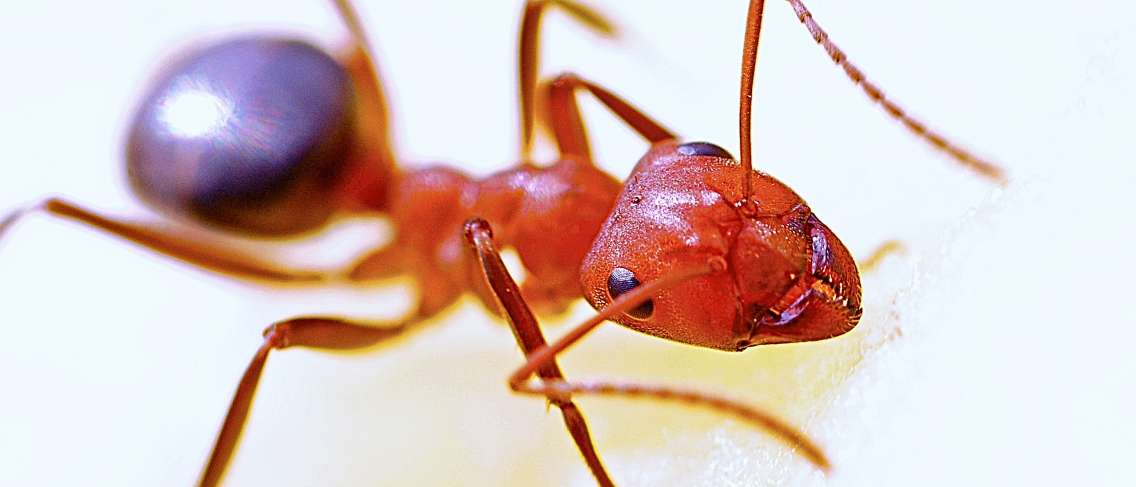 Postępowanie, gdy mrówki dostaną się do ucha
