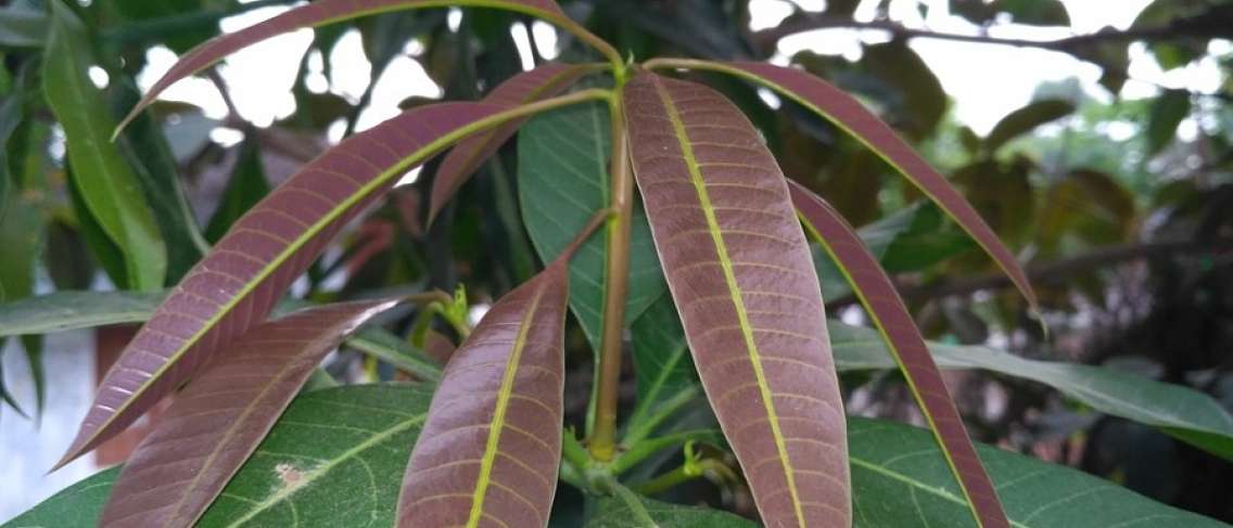 Чи можуть листя манго знизити рівень цукру в крові?