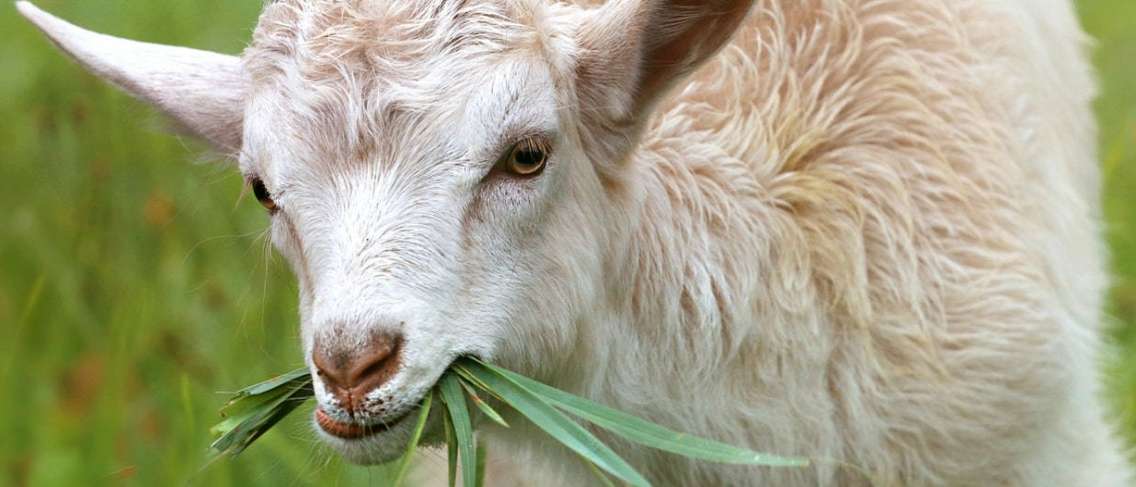 Verhoogt het eten van geitentorpedo's echt het libido?