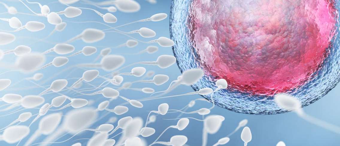 Signos de espermatozoides sanos que aumentan las posibilidades de quedar embarazada
