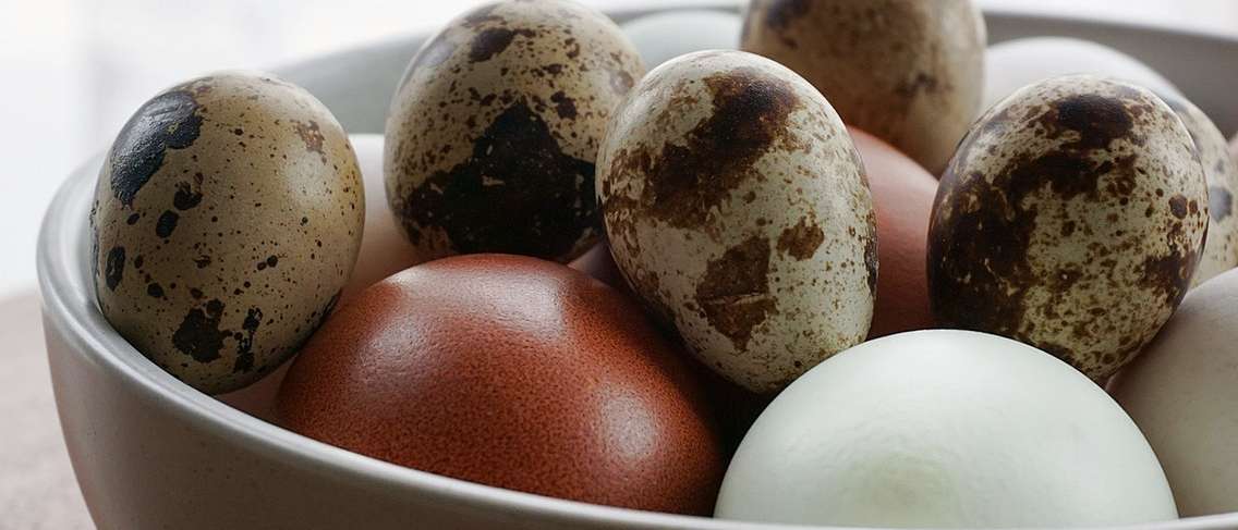 ¿Pueden las mujeres embarazadas comer huevos de codorniz?